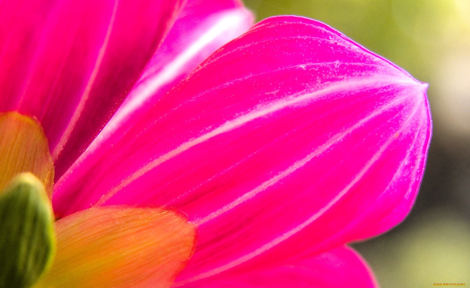 цветы, георгины, лепестки, розовые