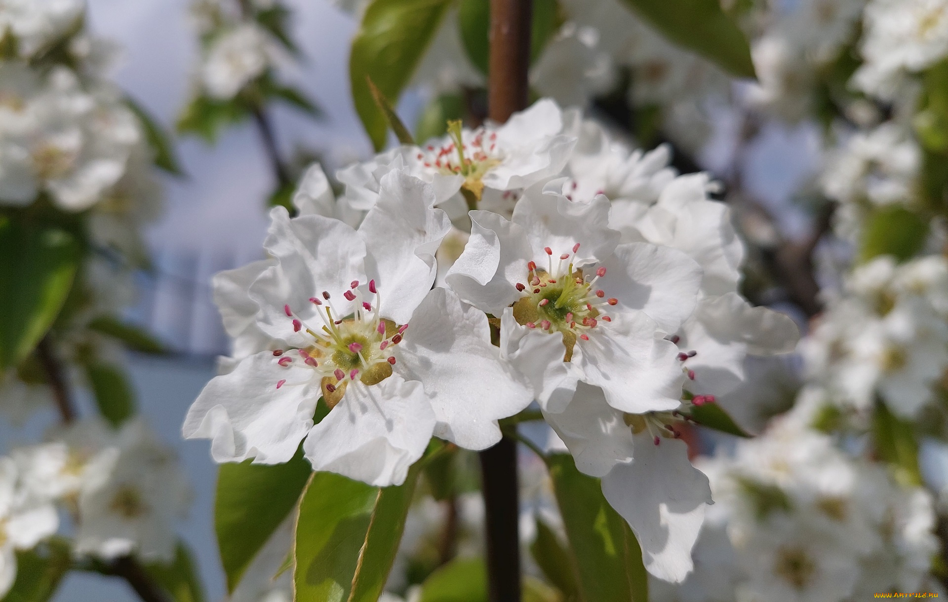цветы, цветущие, деревья, , , кустарники, груша