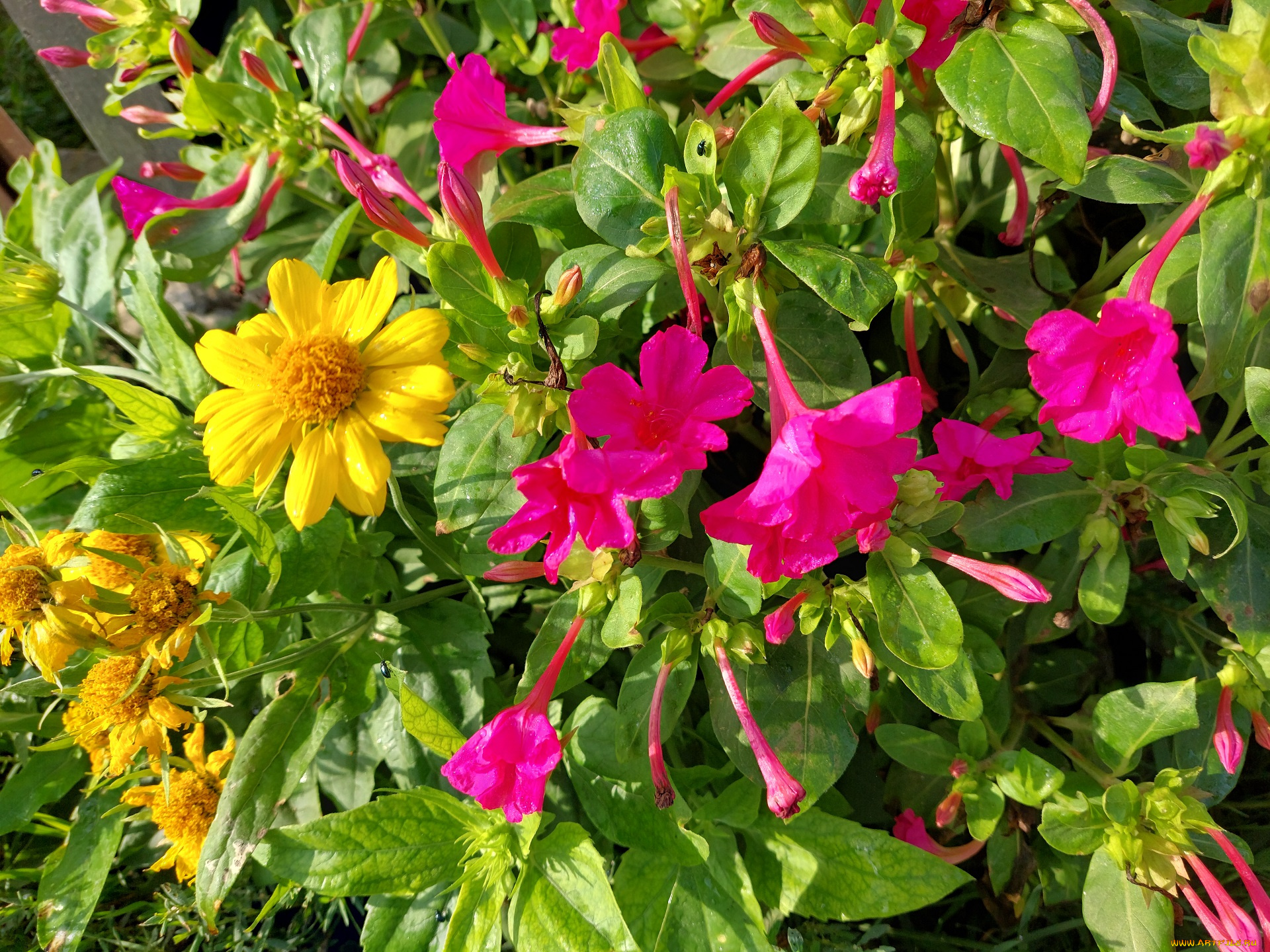 цветы, разные, вместе, мирабилис