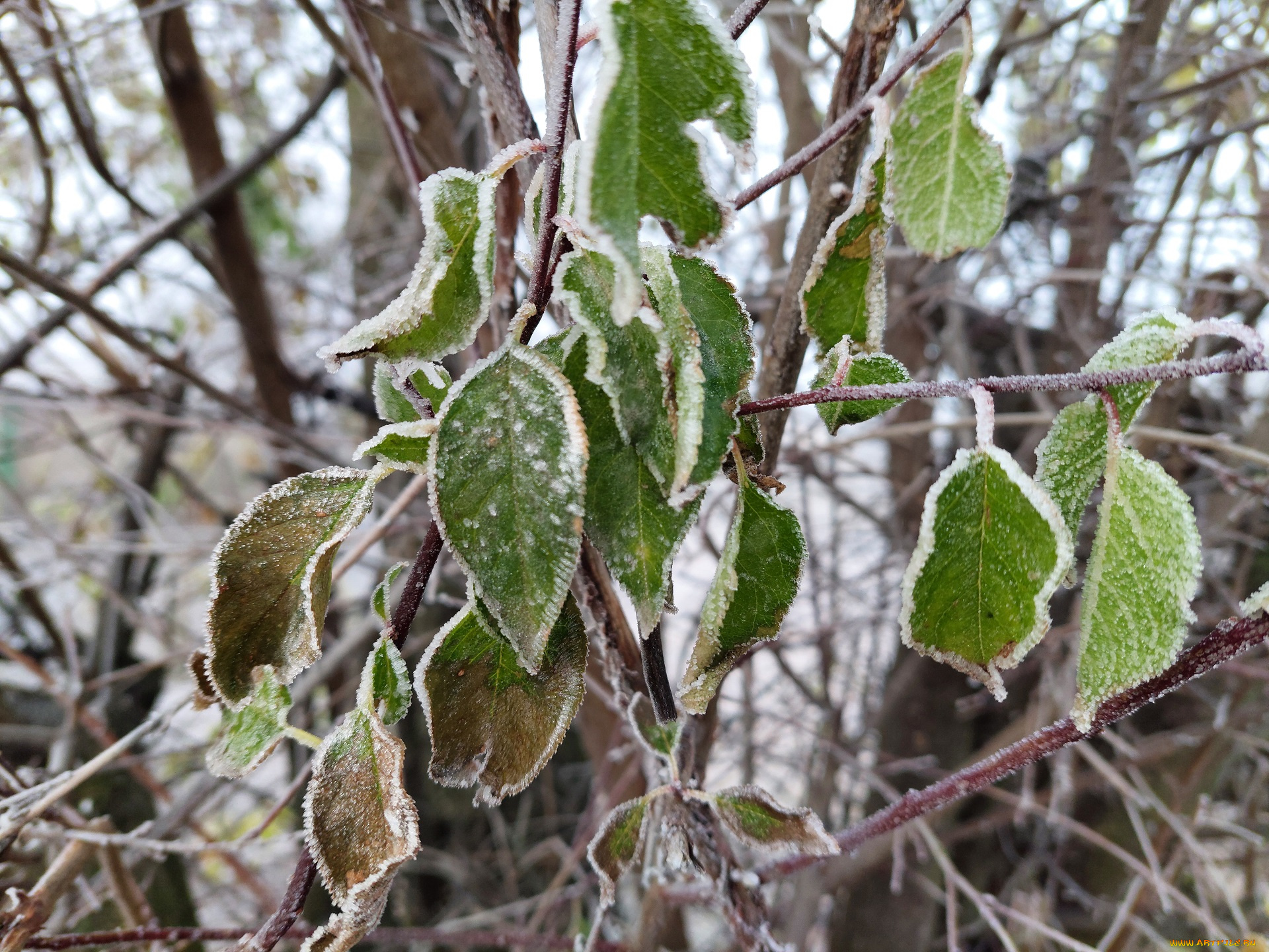 природа, листья, иней