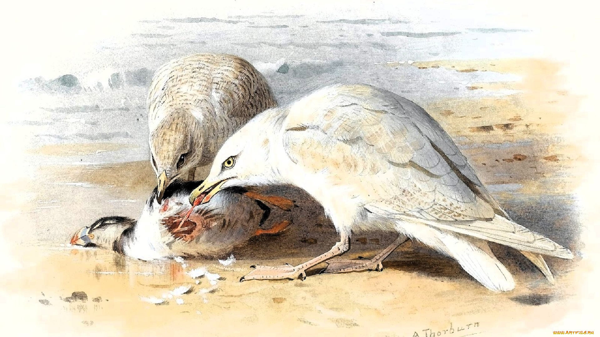 рисованное, archibald, thorburn, чайки, птицы, добыча, море