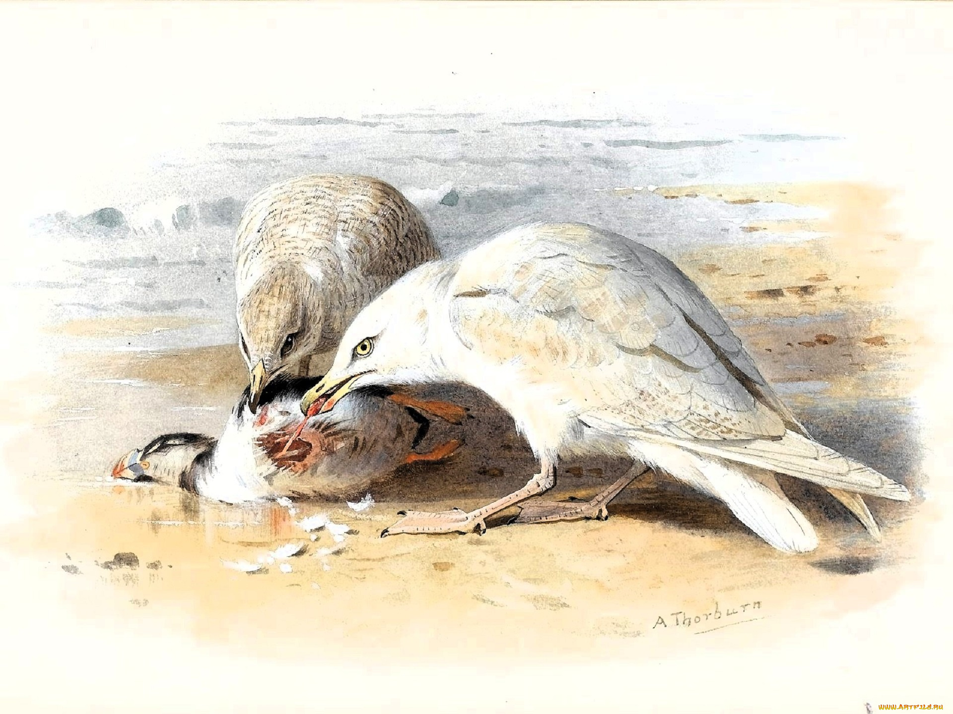 рисованное, archibald, thorburn, чайки, птицы, добыча, море