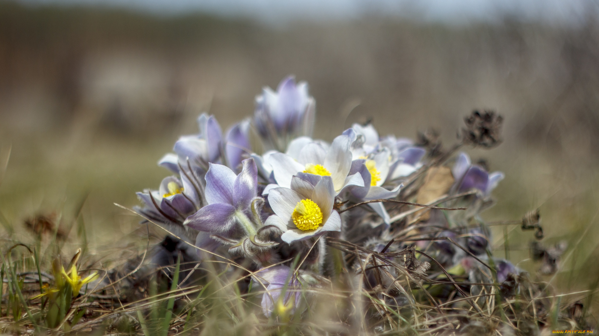 цветы, анемоны, , сон-трава