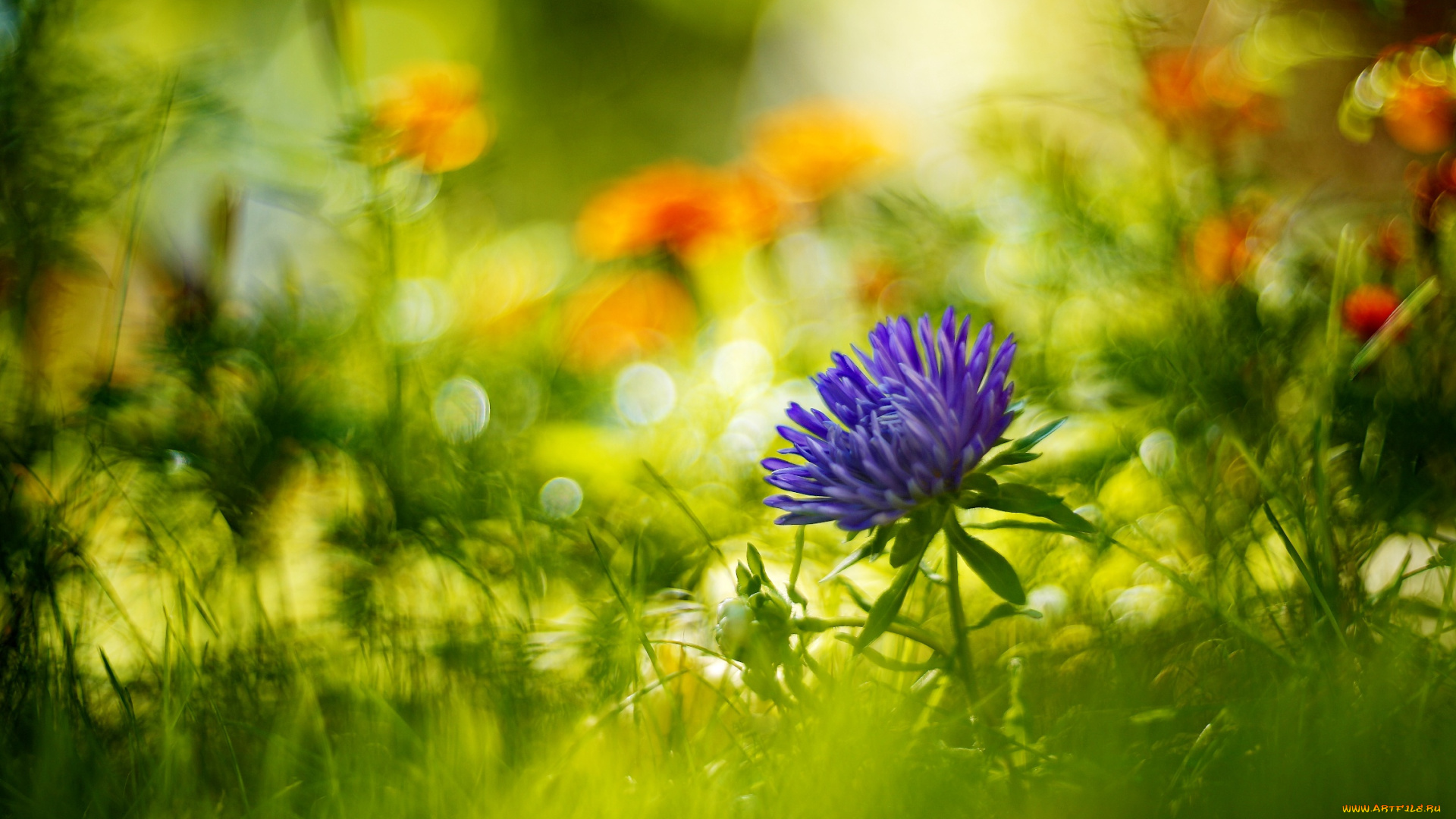 цветы, астры