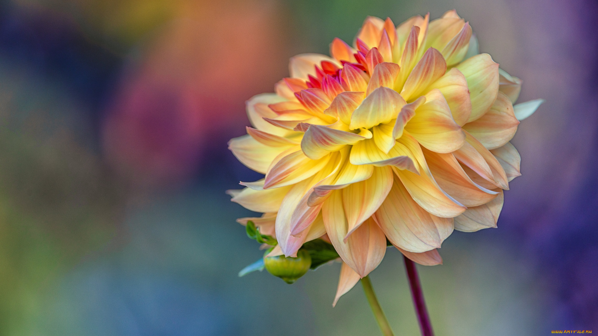 цветы, георгины, цветок