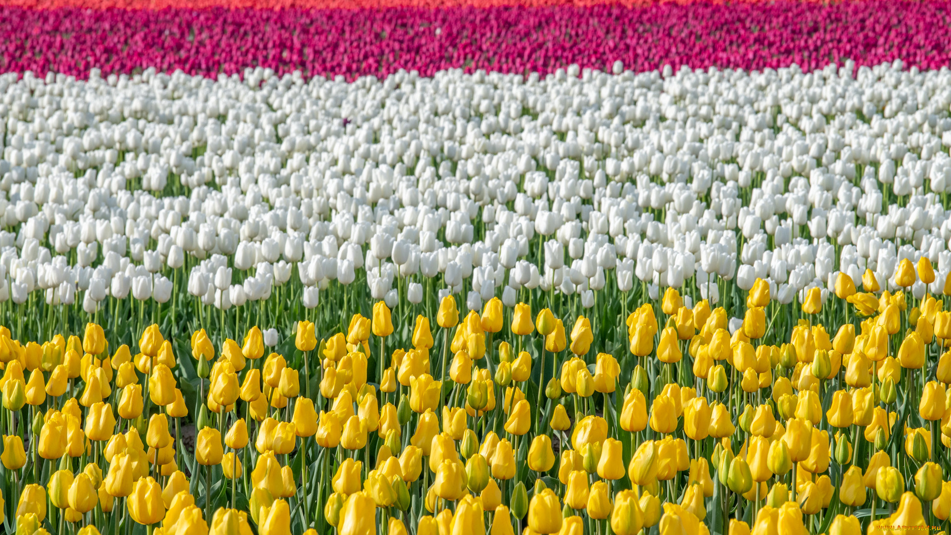 цветы, тюльпаны