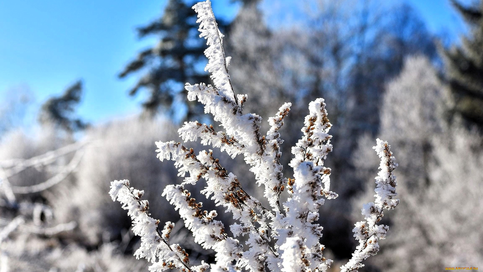природа, деревья, лес, снег, зима, иней