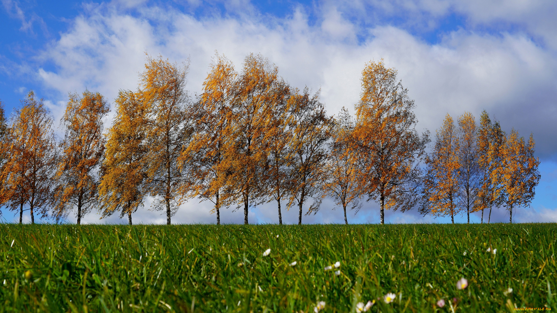 природа, деревья, пейзаж