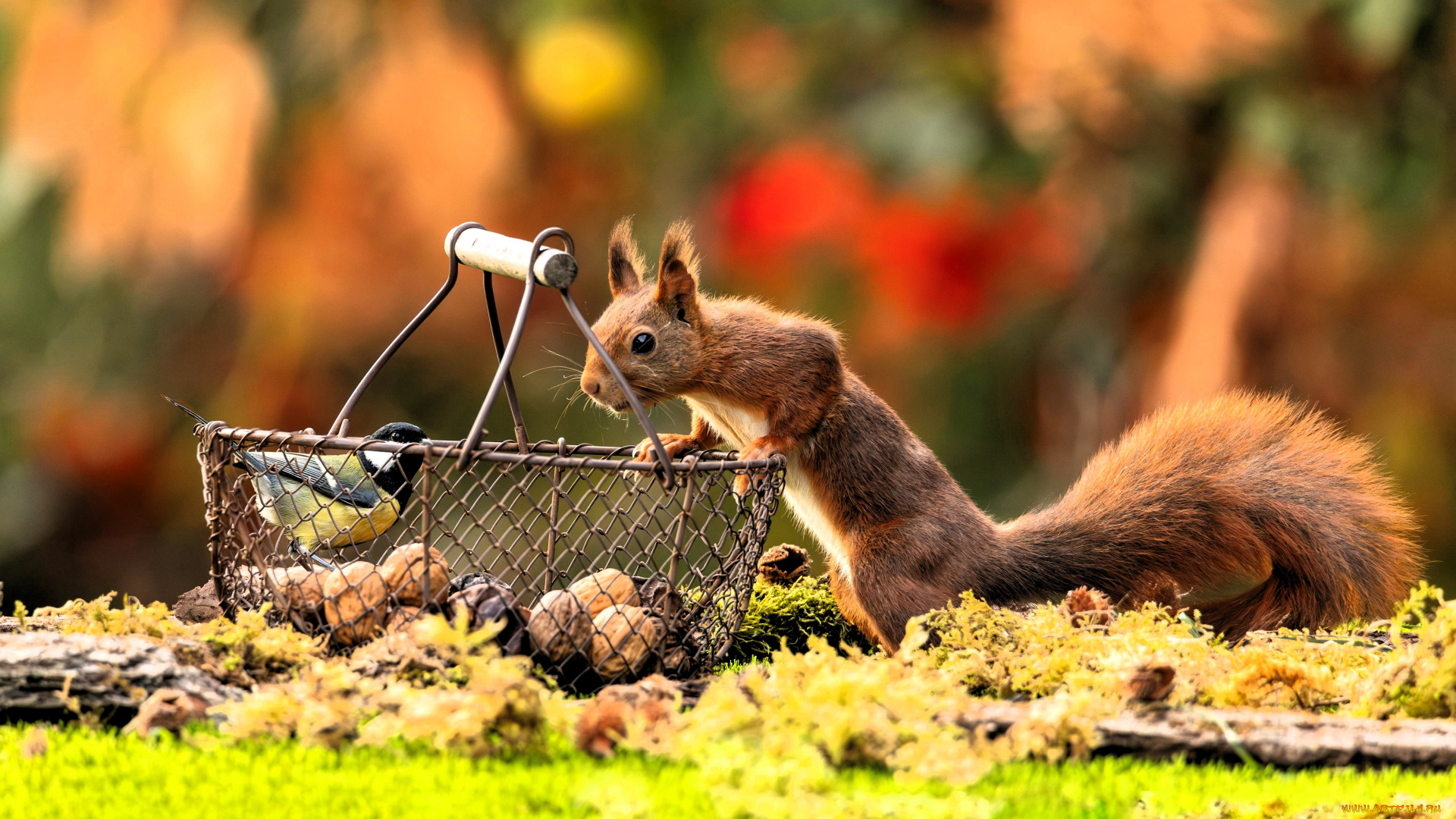 животные, разные, вместе, белка, синица, корзина, орехи, поляна, мох, осень