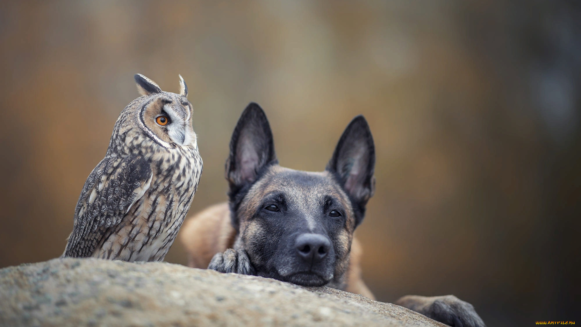 животные, разные, вместе, собака