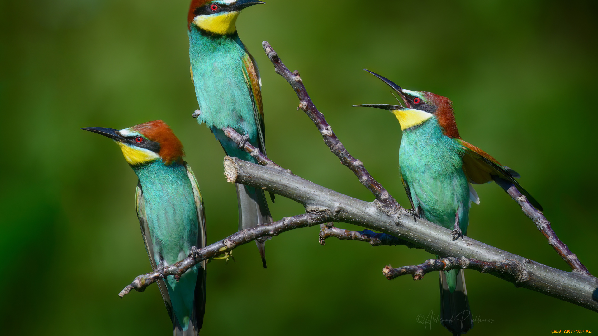 животные, щурки, , пчелоеды, птицы