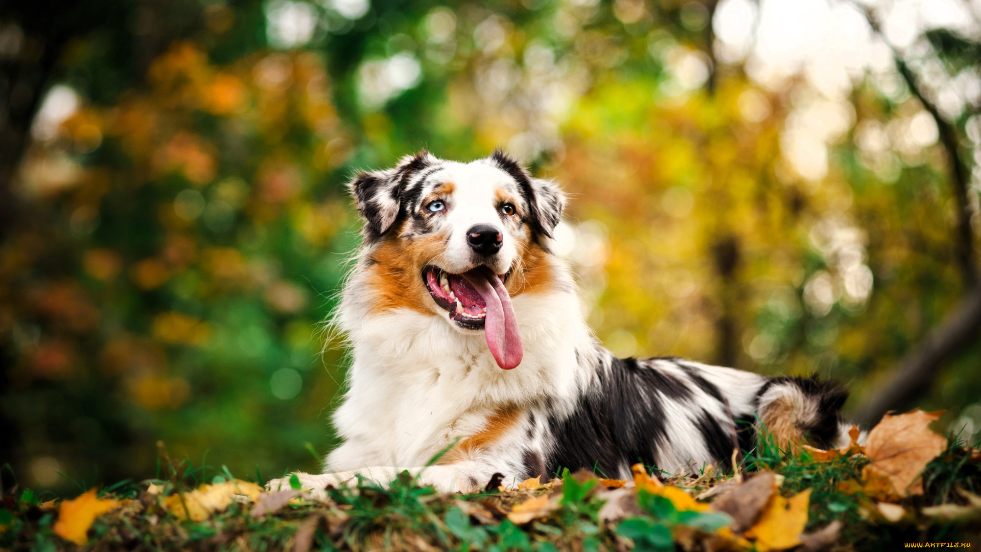 животные, собаки, собака, австралийская, овчарка, листья, лес, осень