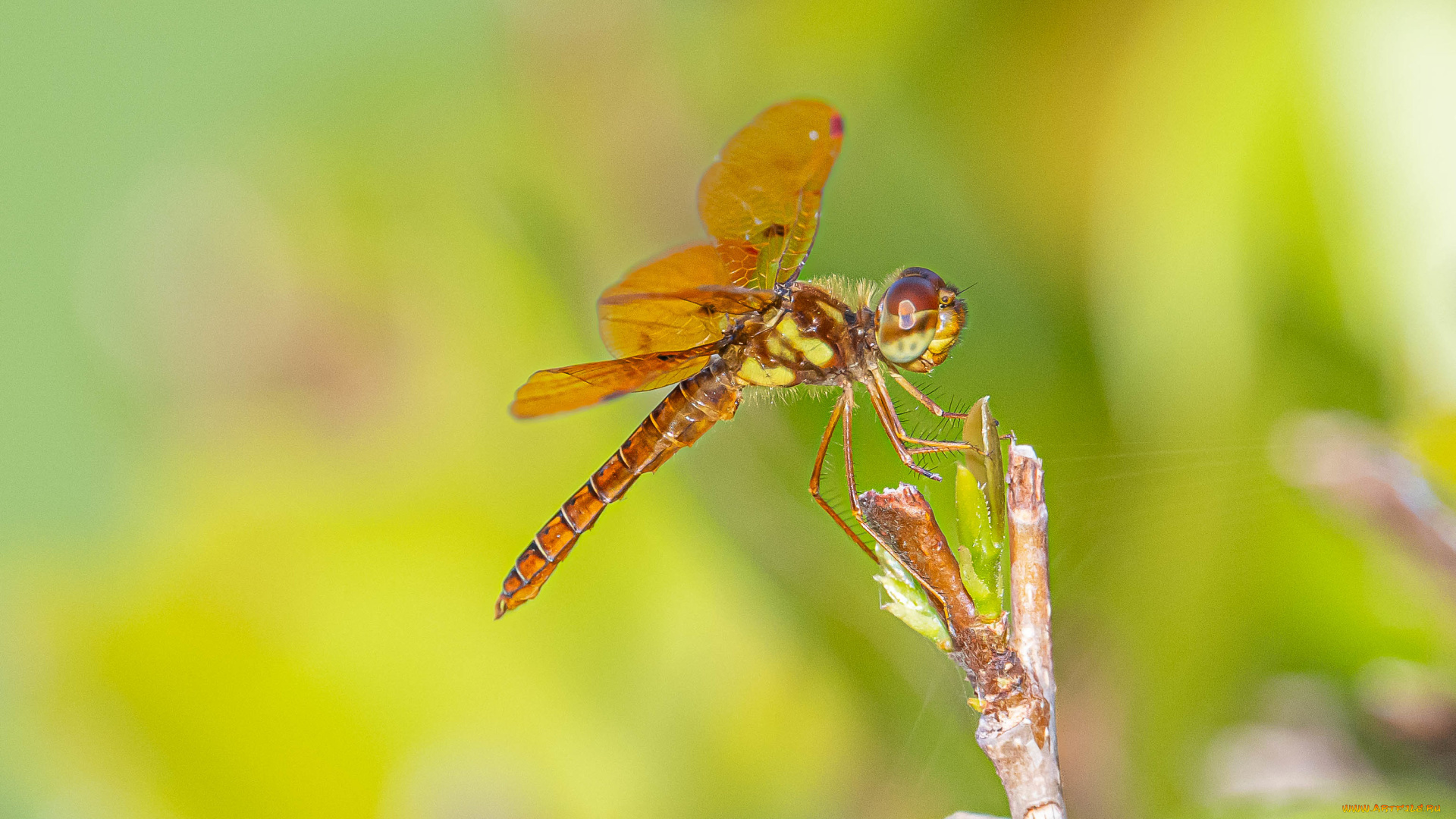 животные, стрекозы, насекомое