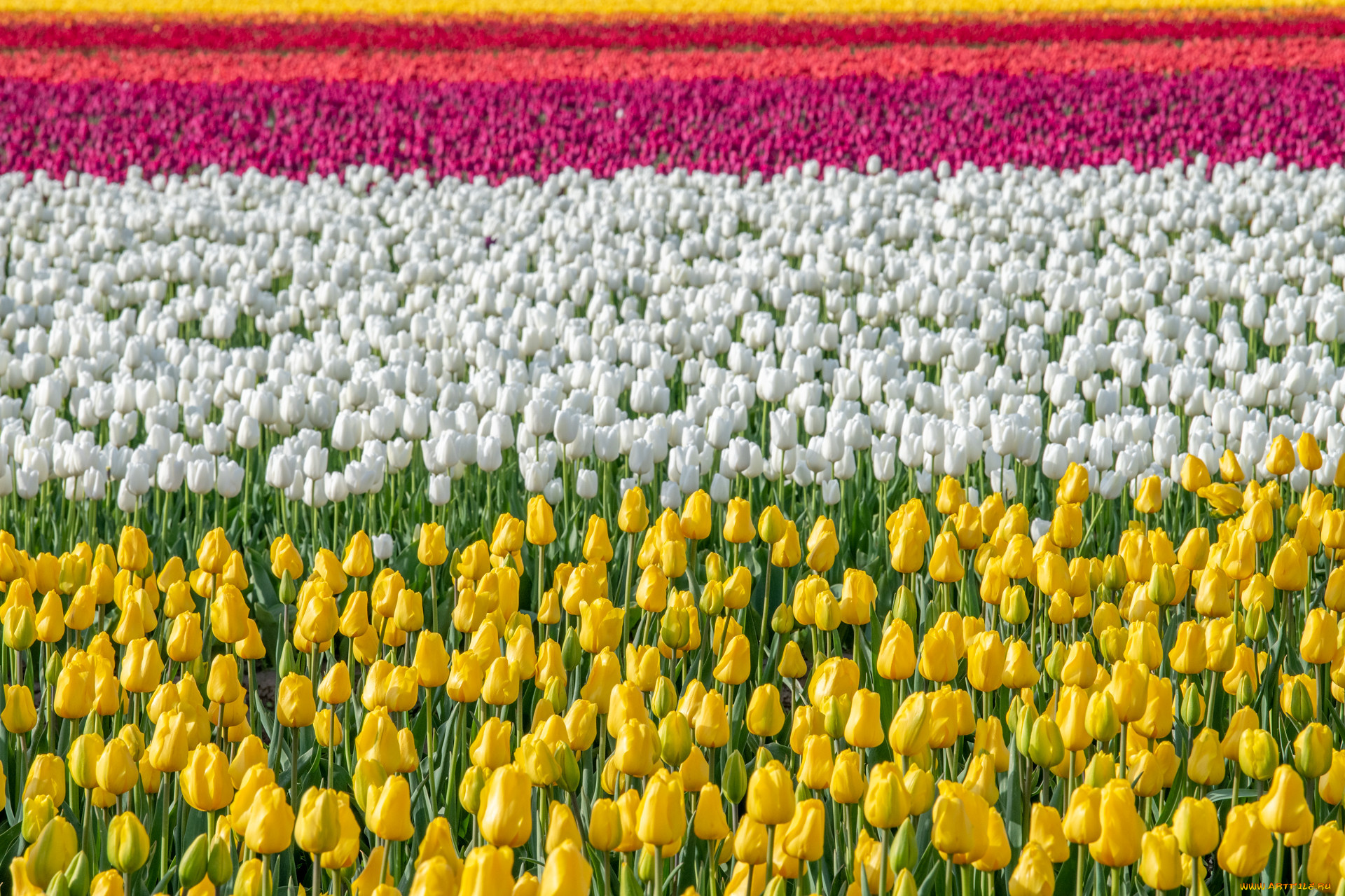 цветы, тюльпаны