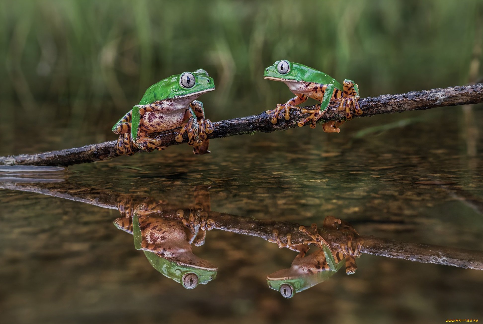 животные, лягушки, отражение