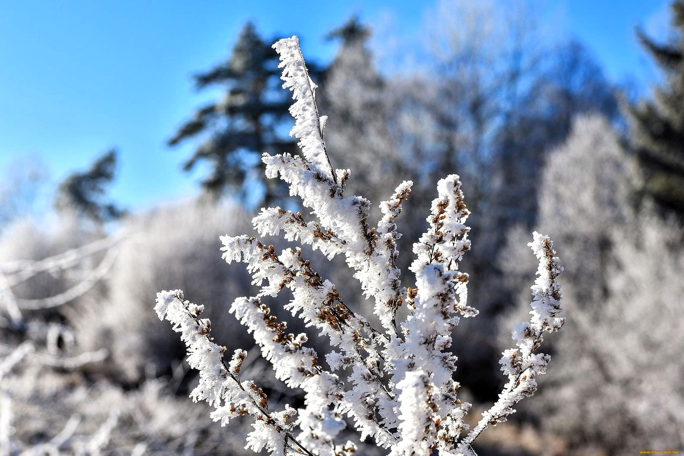 природа, деревья, лес, снег, зима, иней