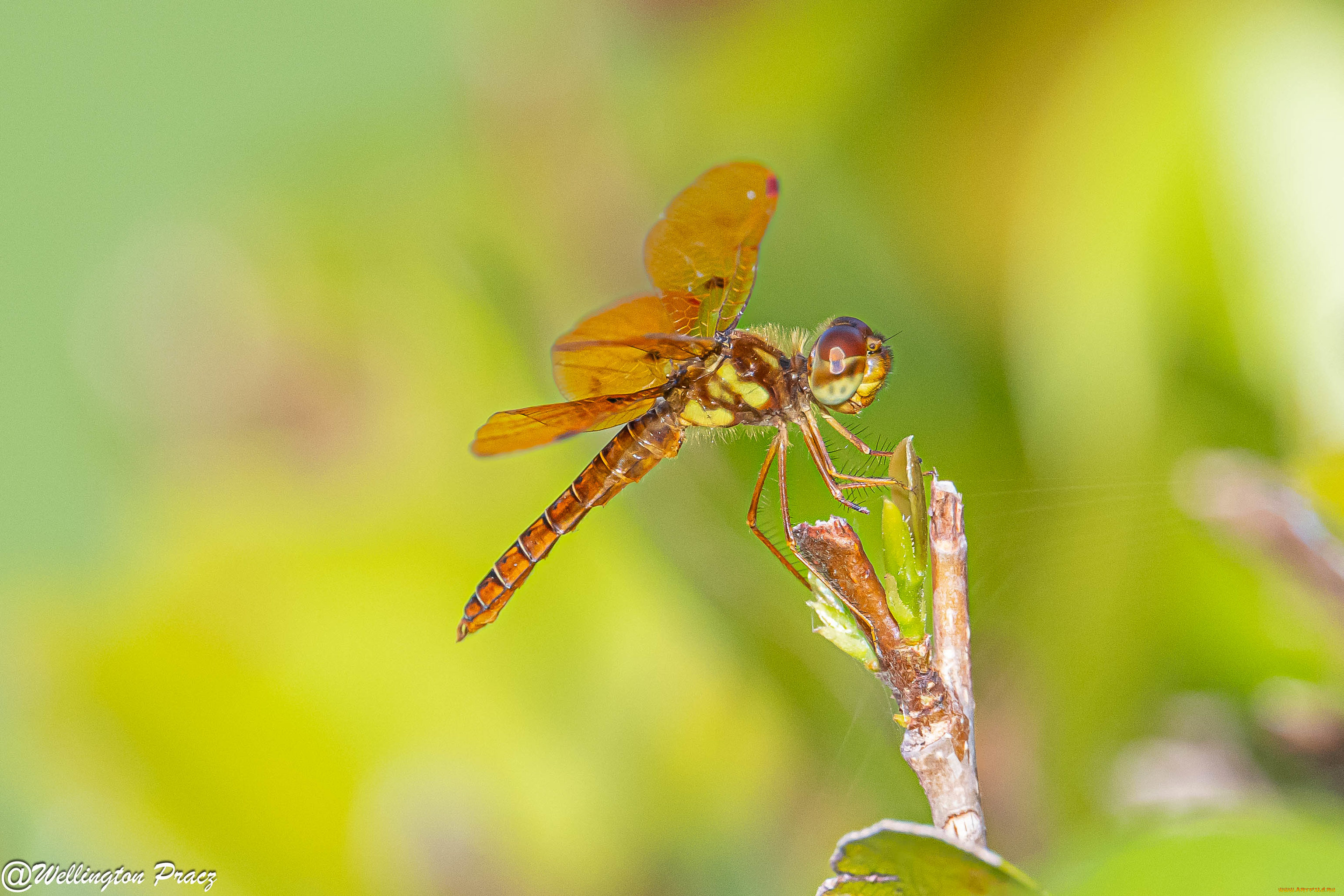 животные, стрекозы, насекомое