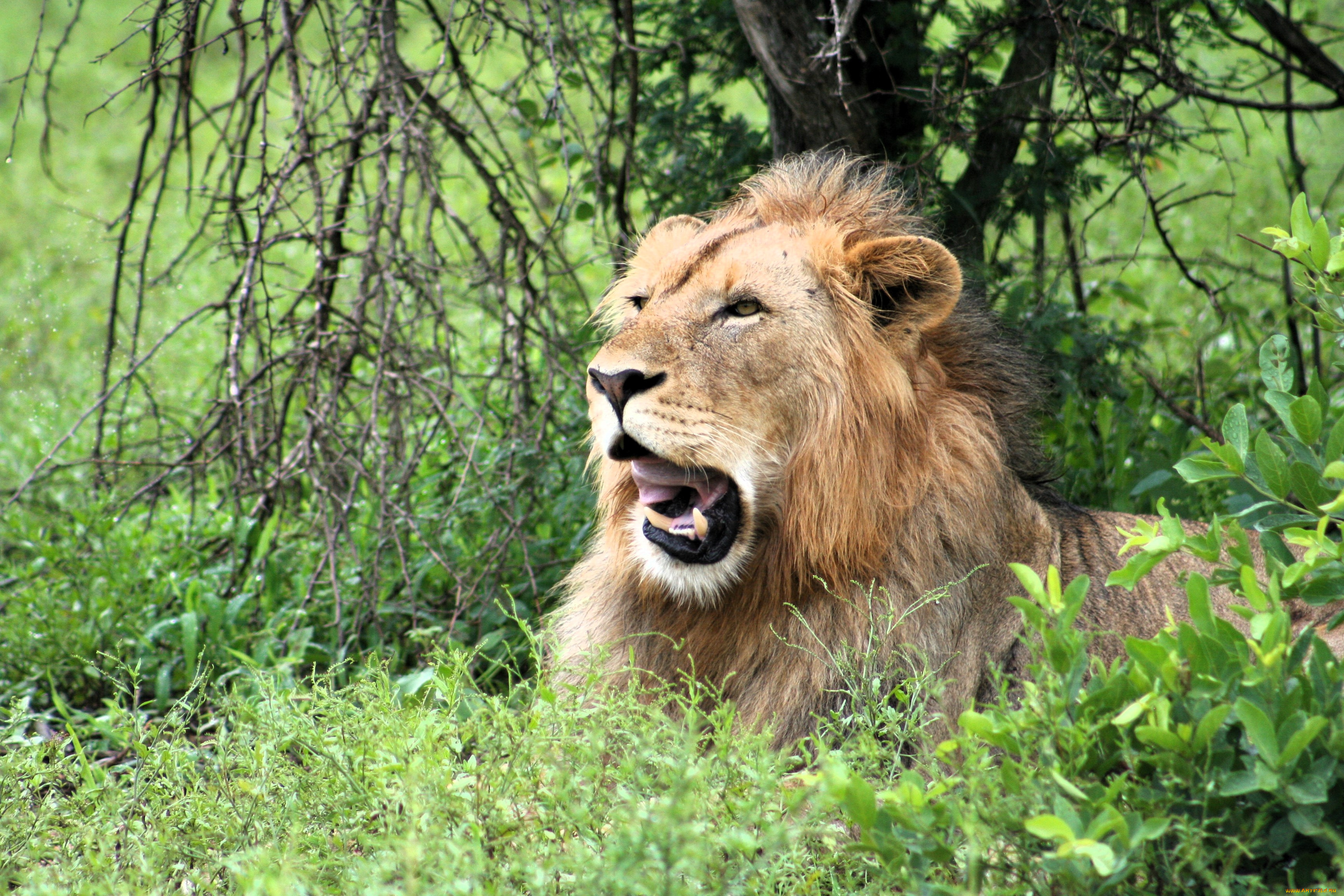 животные, львы, лев, трава, дерево