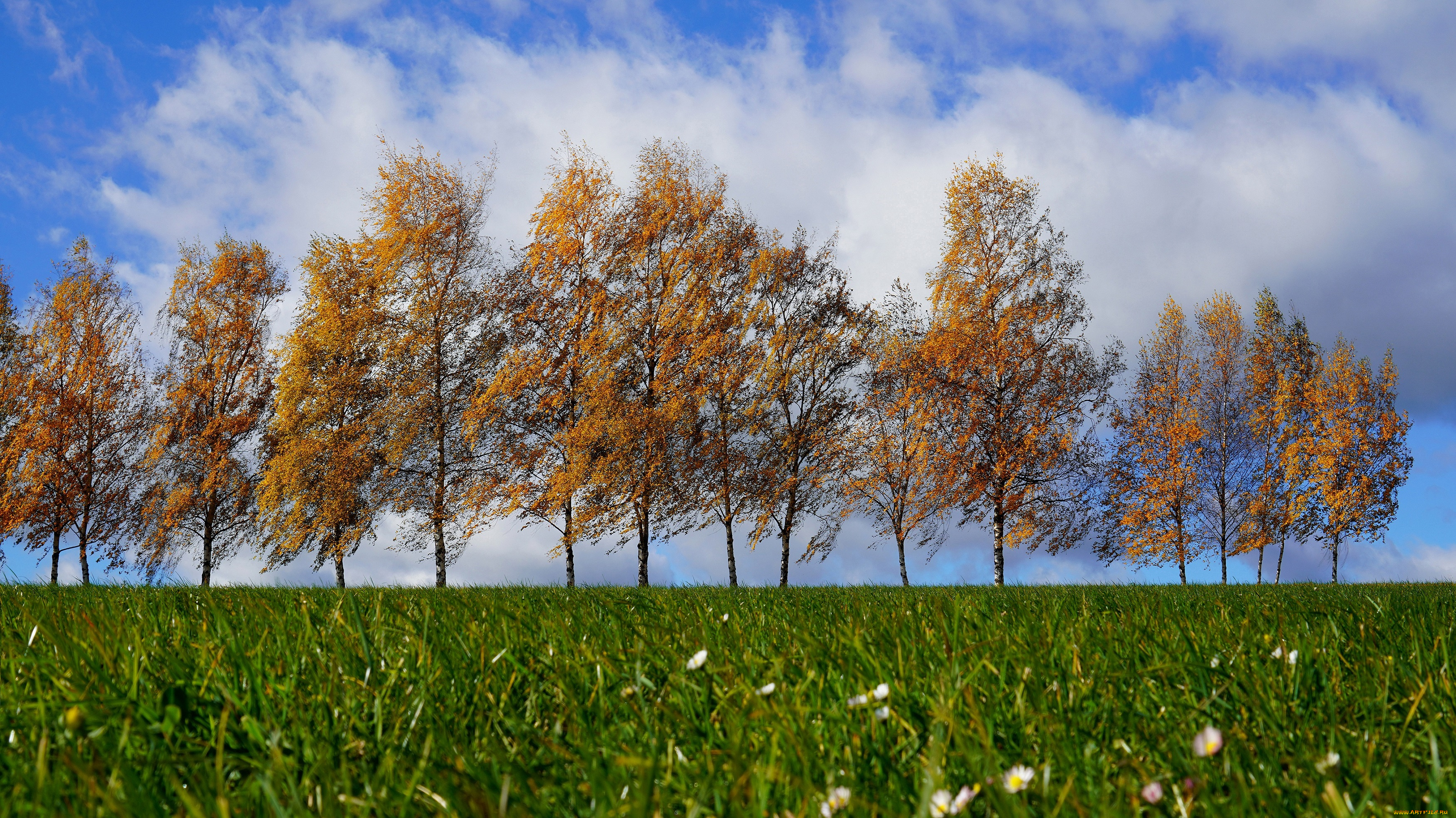 природа, деревья, пейзаж