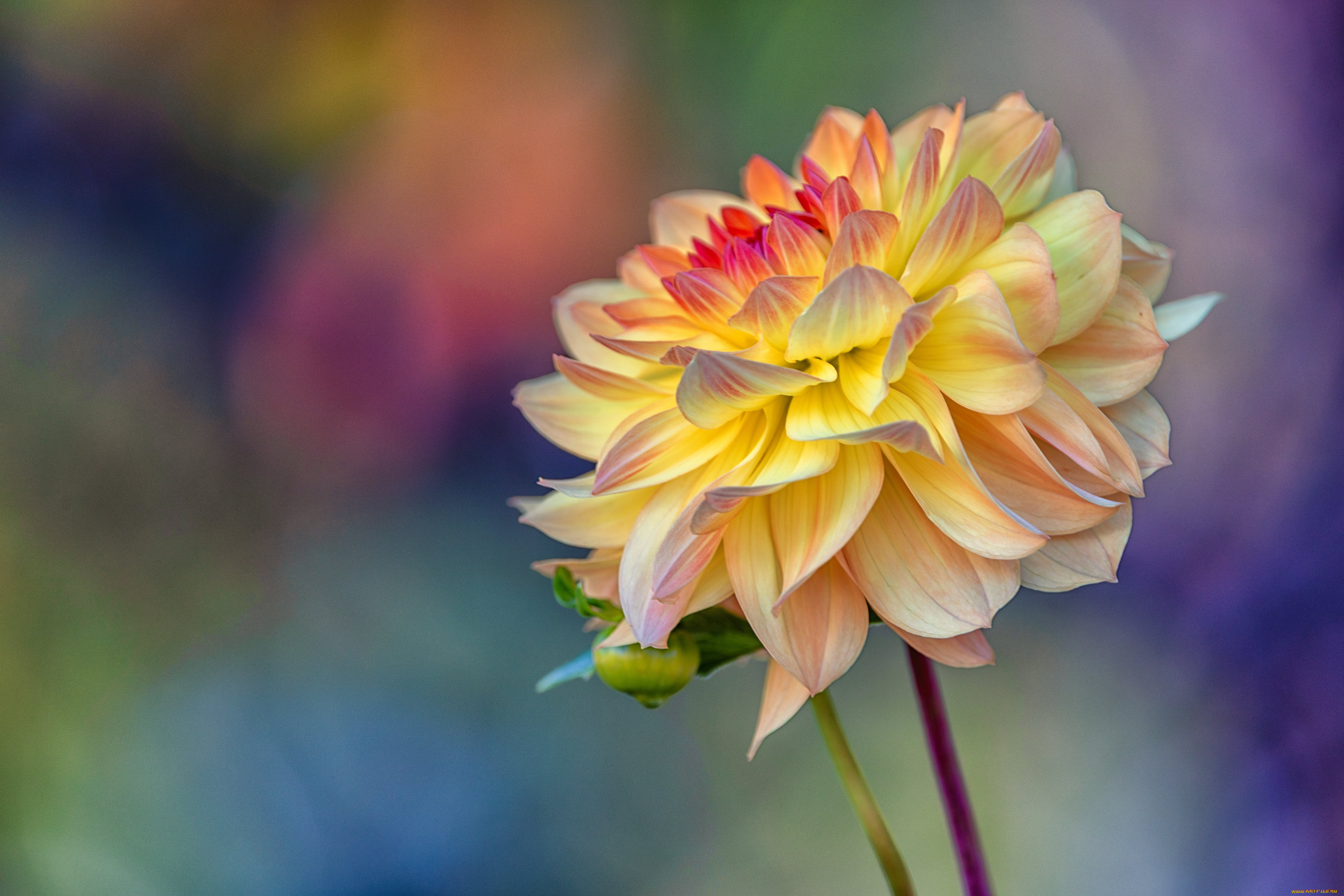 цветы, георгины, цветок