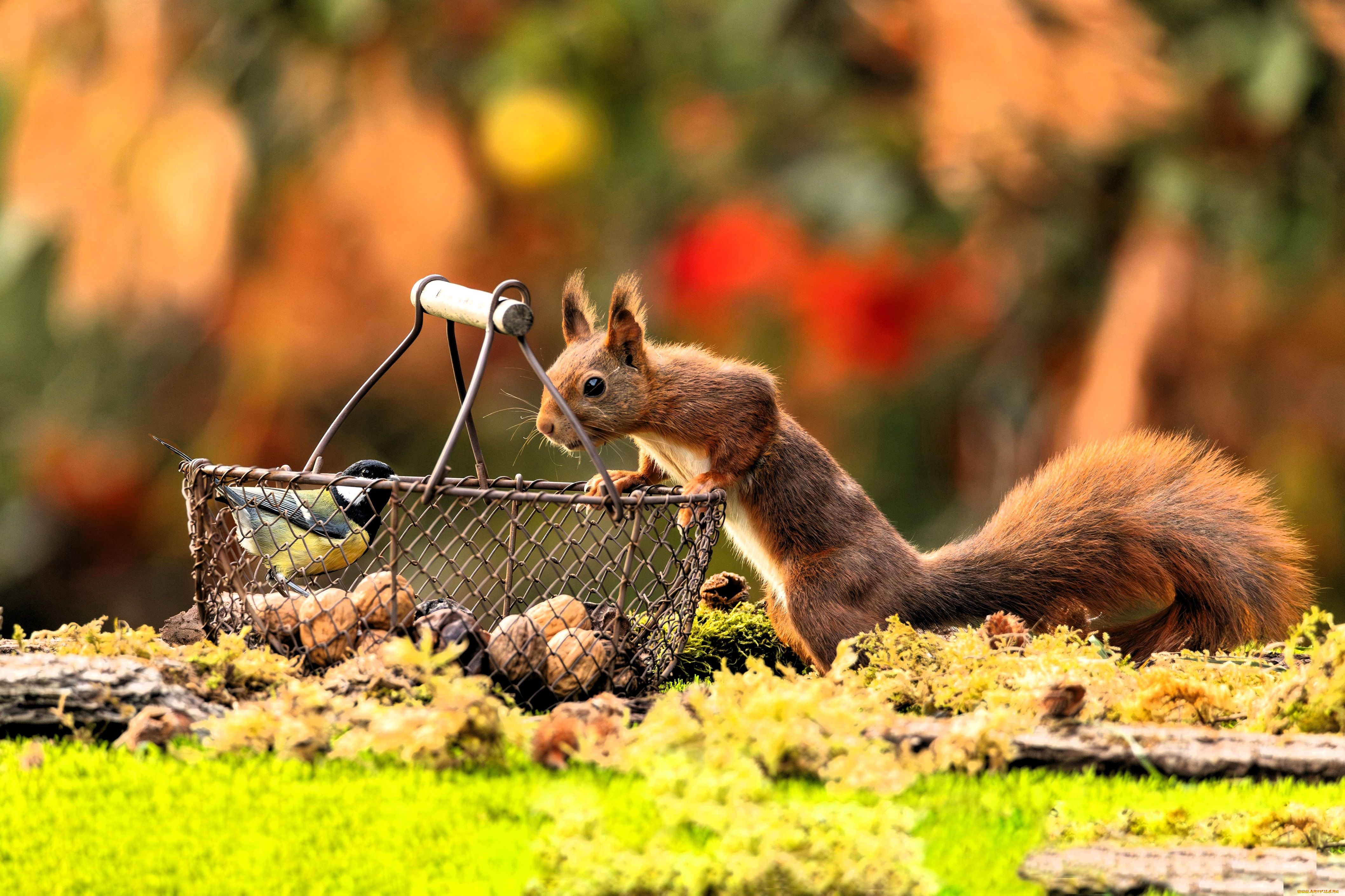 животные, разные, вместе, белка, синица, корзина, орехи, поляна, мох, осень