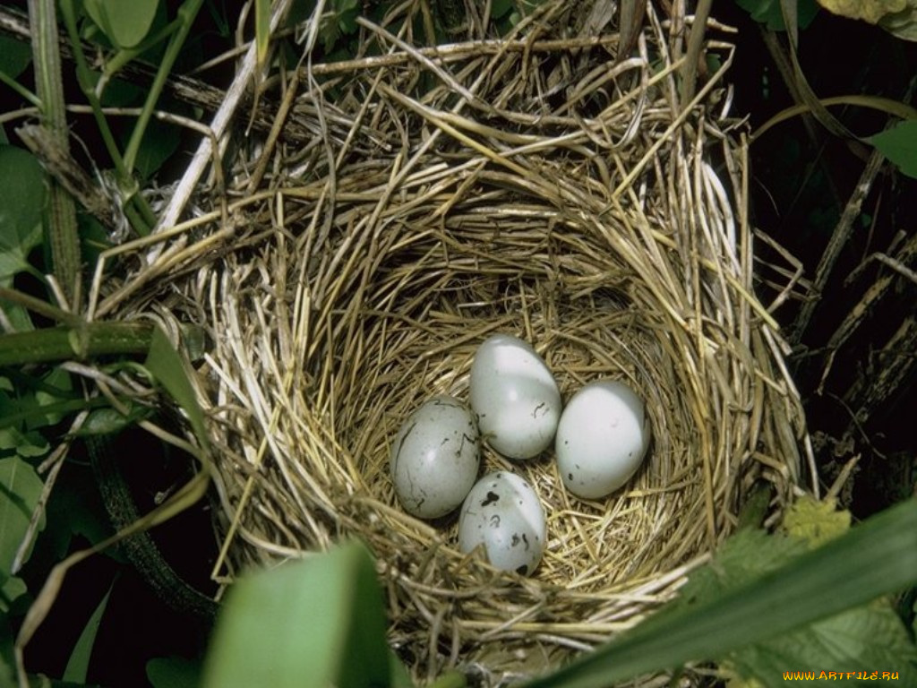 животные, гнезда, птиц