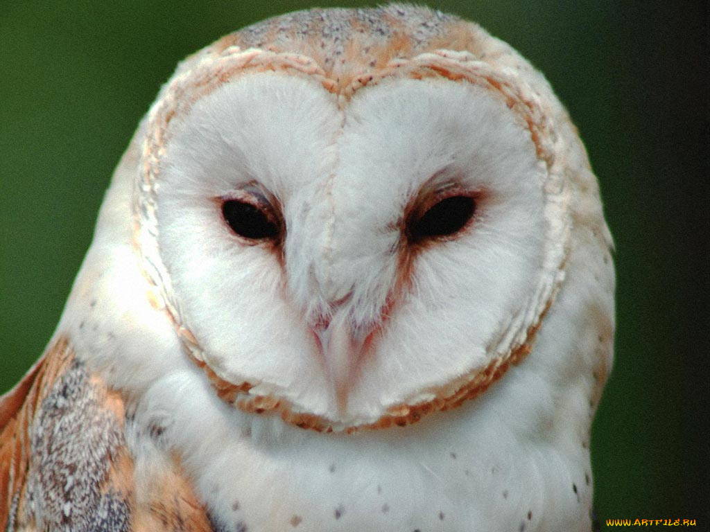 животные, совы