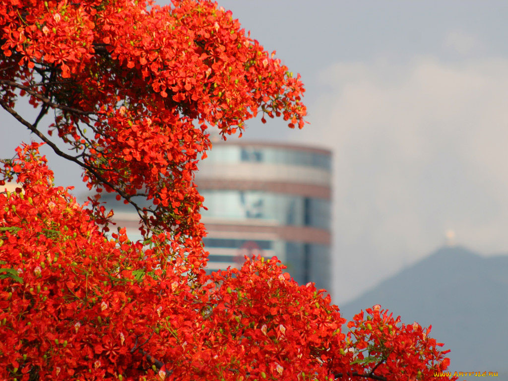 цветы, делоникс, королевский, огненное, дерево
