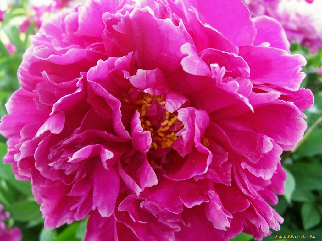 цветы, пионы