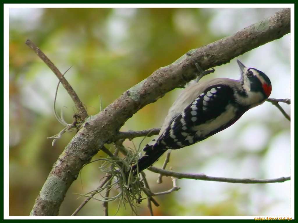 животные, дятлы