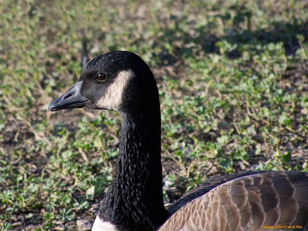 животные, гуси