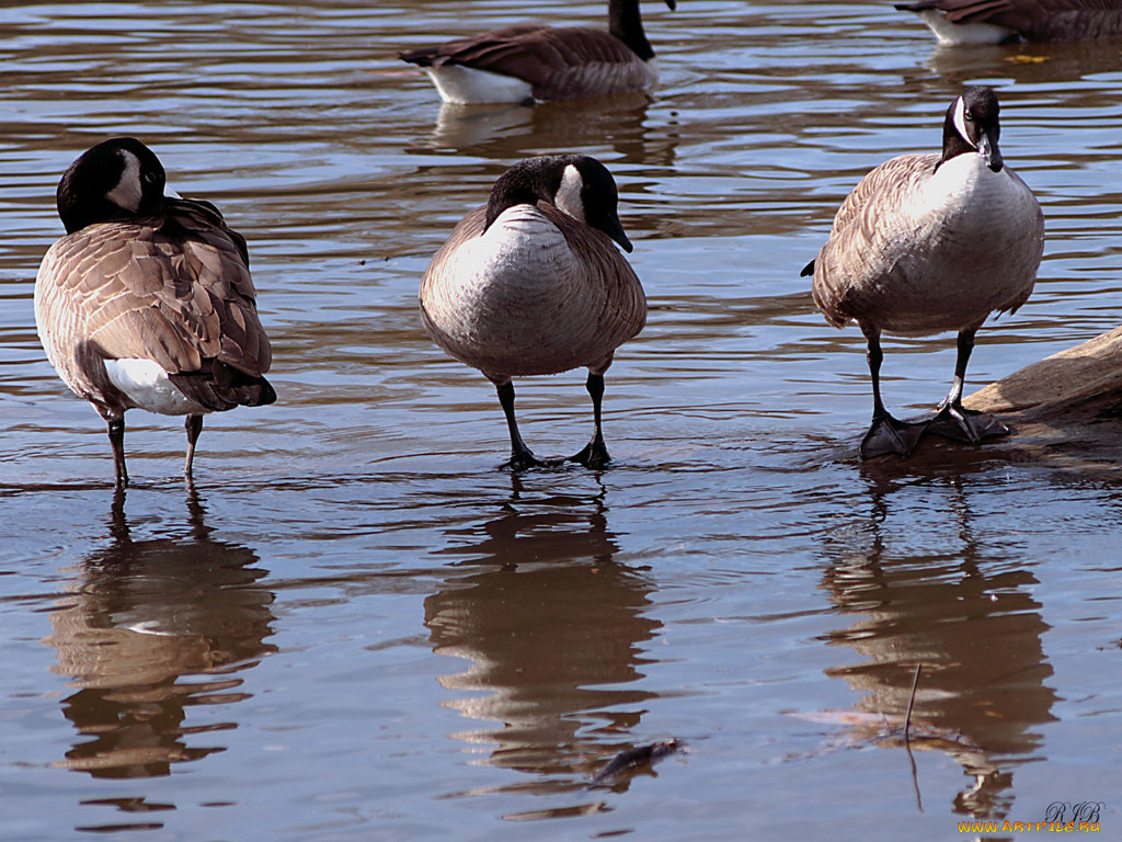 животные, гуси