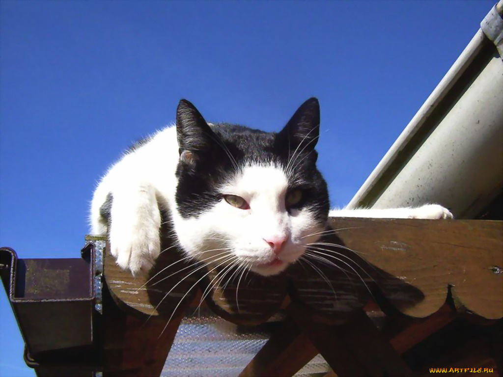 животные, коты