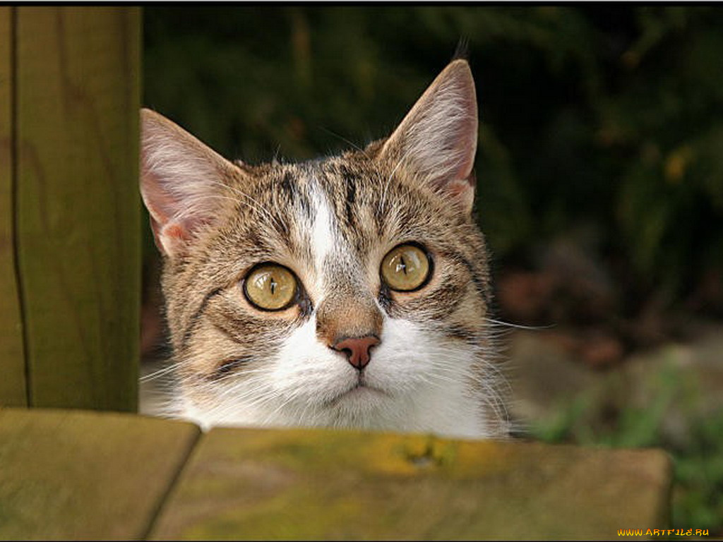 животные, коты