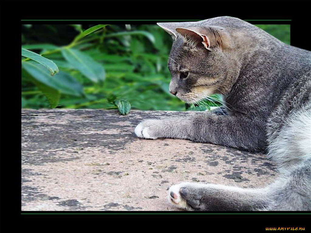 животные, коты