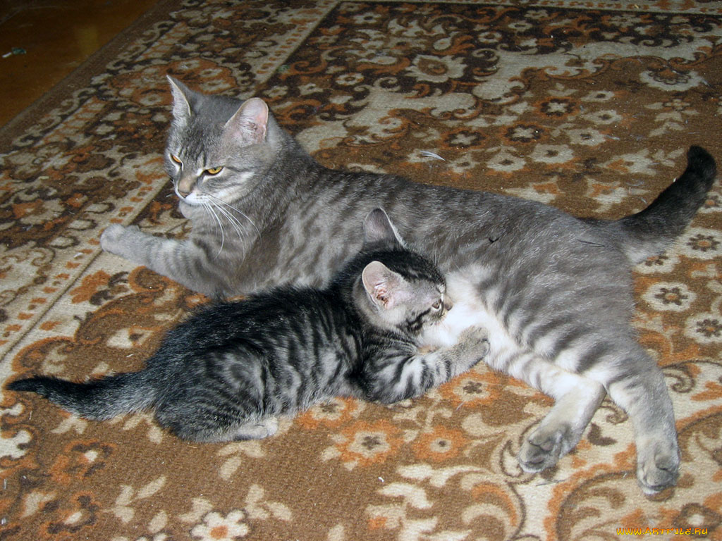 животные, коты