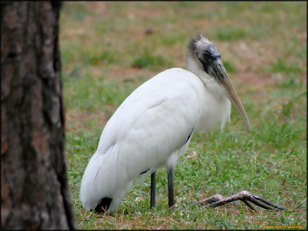 животные, птицы