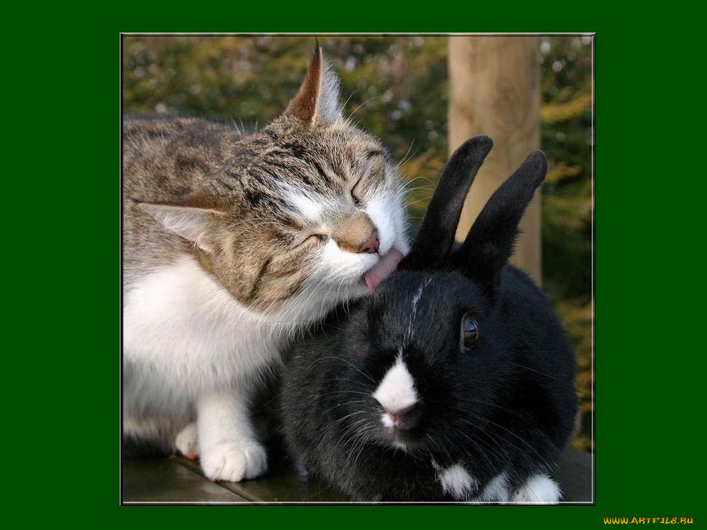 животные, разные, вместе