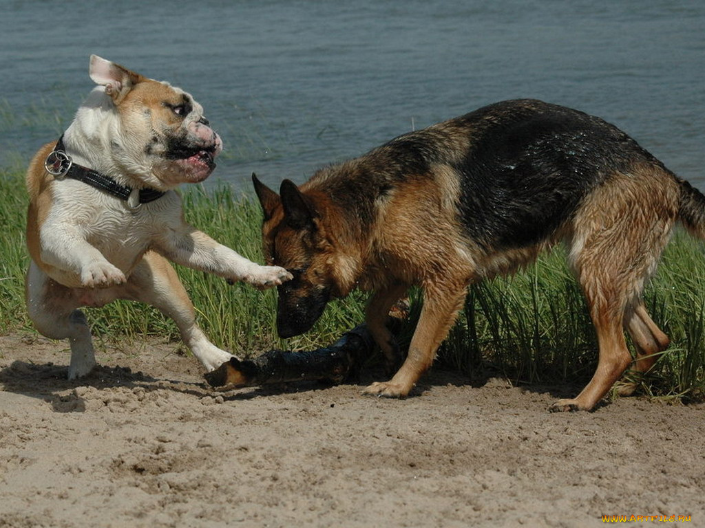 животные, собаки