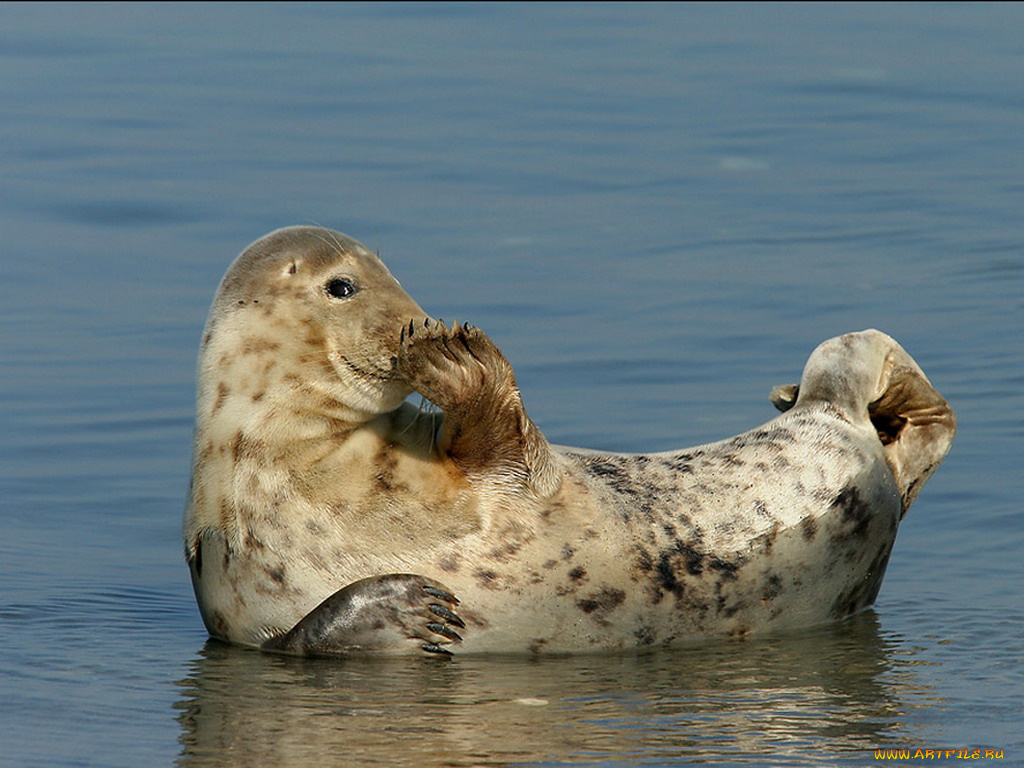 животные, тюлени, морские, львы, котики