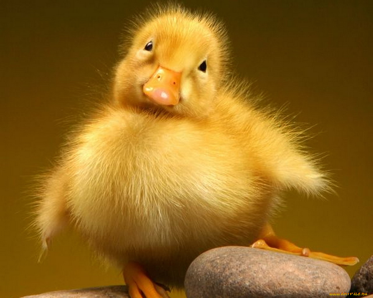 животные, утки