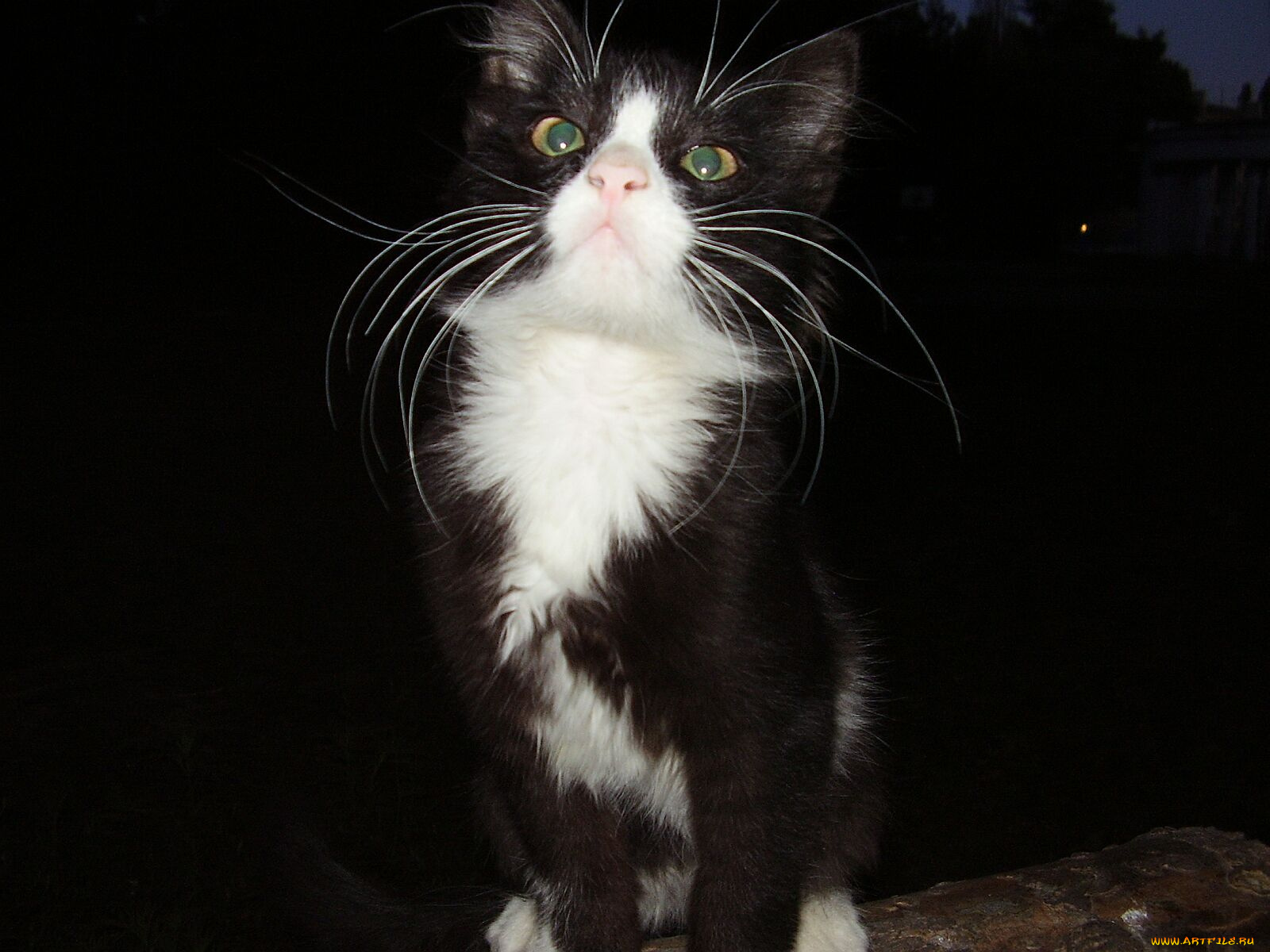 животные, коты