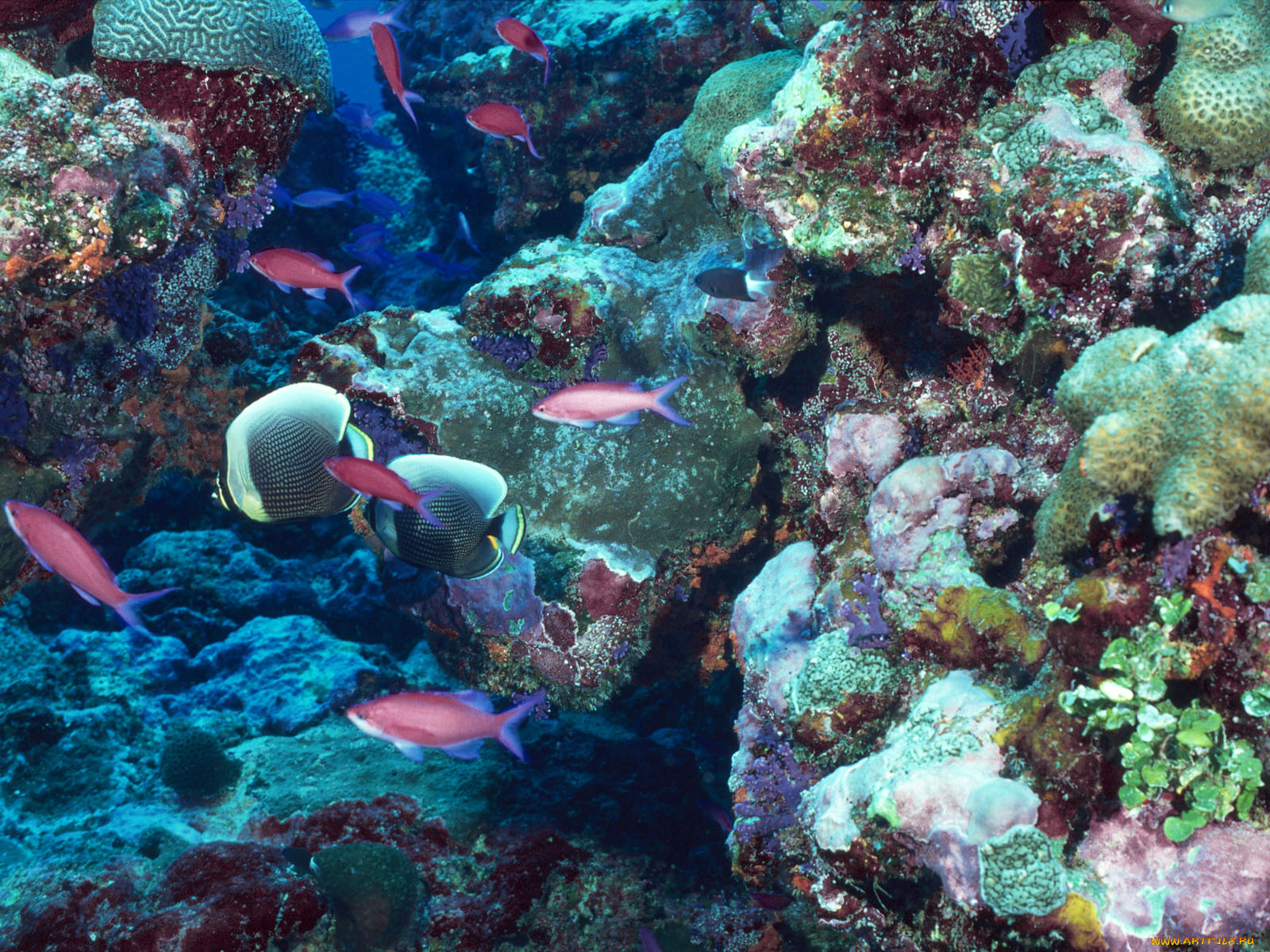 животные, рыбы