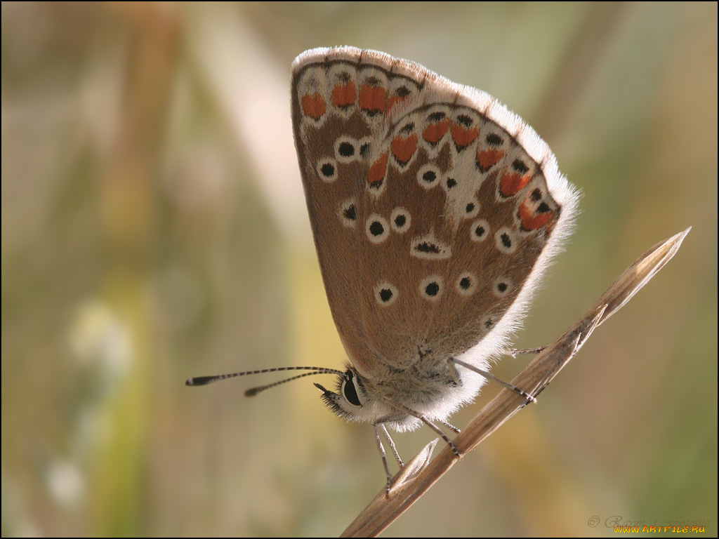 животные, бабочки