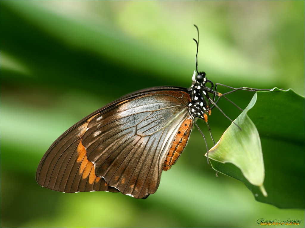 животные, бабочки