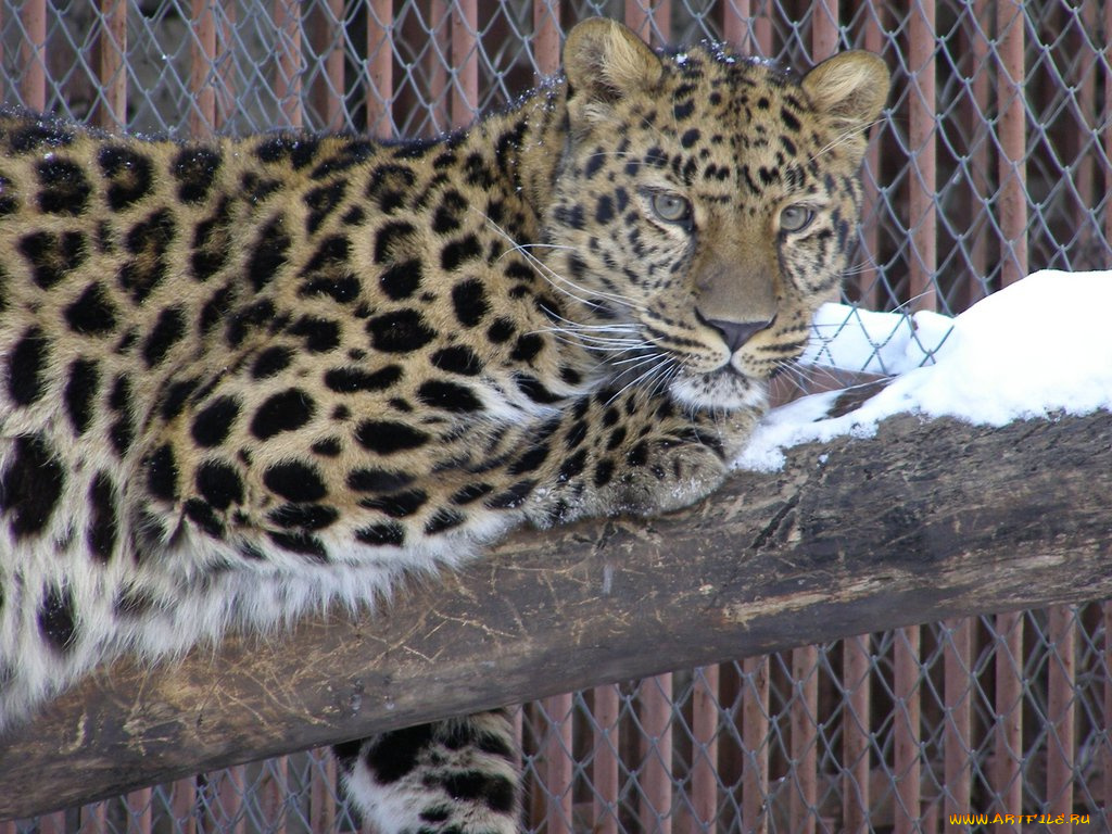 животные, леопарды