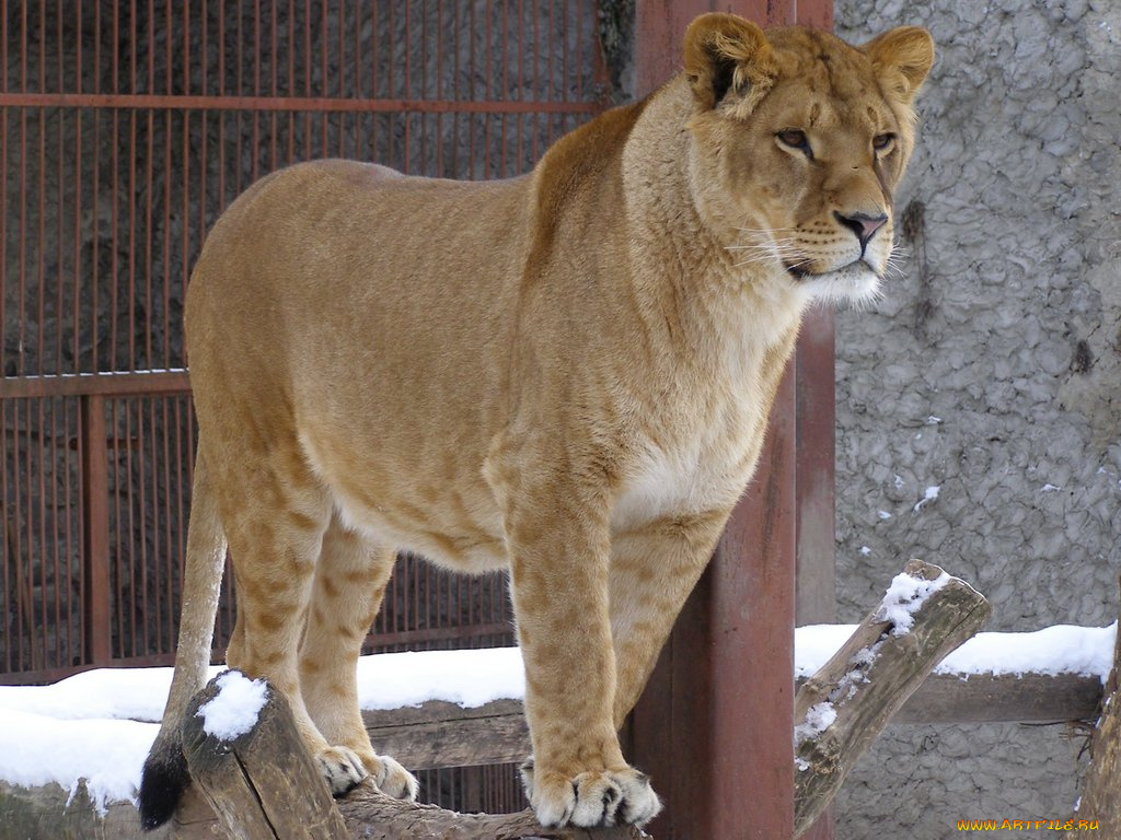 животные, львы