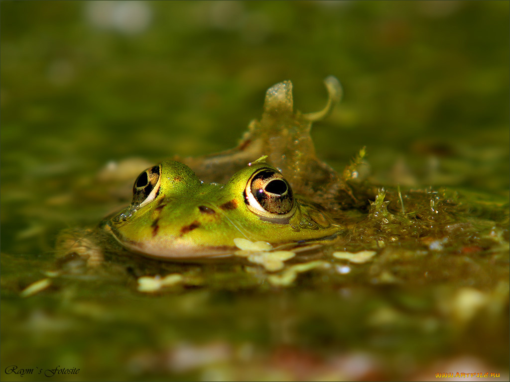 животные, лягушки