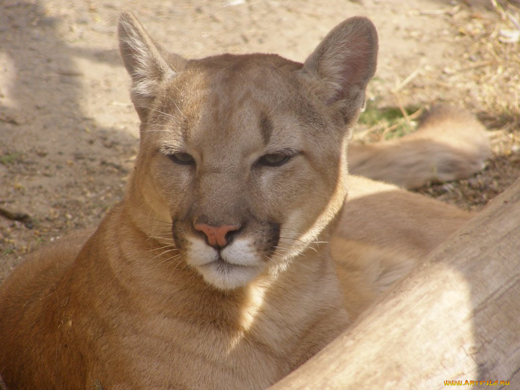 животные, пумы