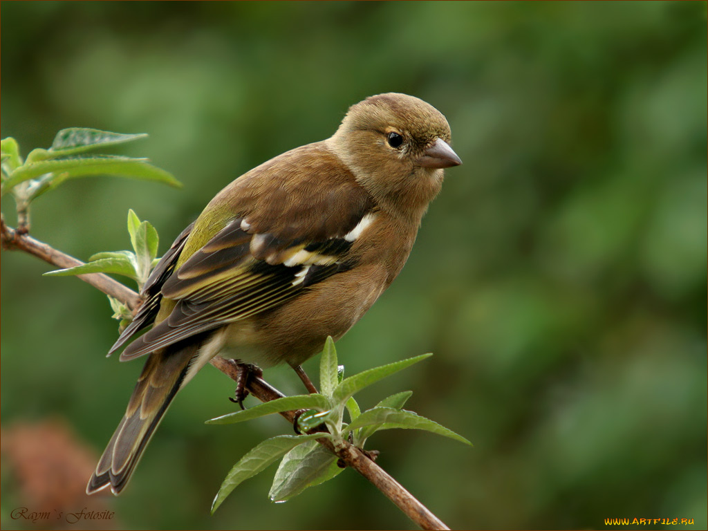 животные, воробьи